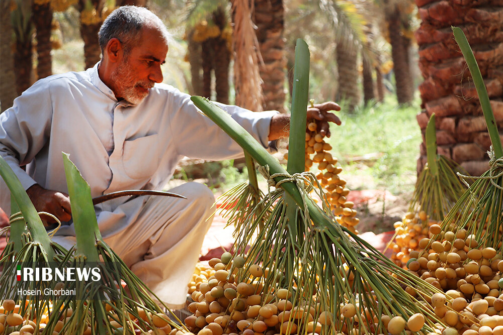 برداشت رطب از نخلستان‌های شادگان