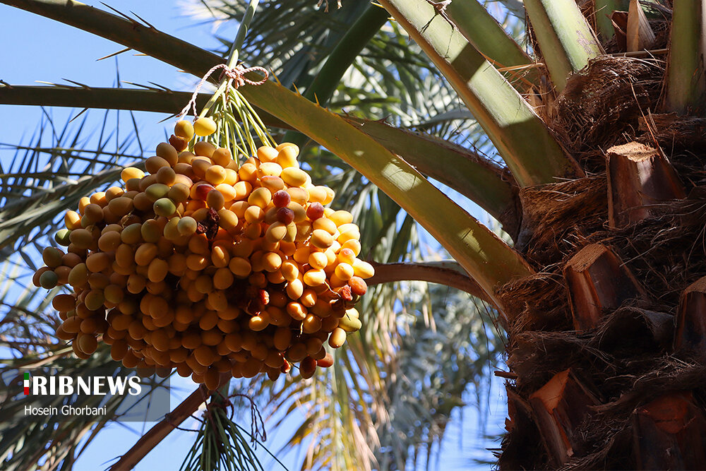 برداشت رطب از نخلستان‌های شادگان