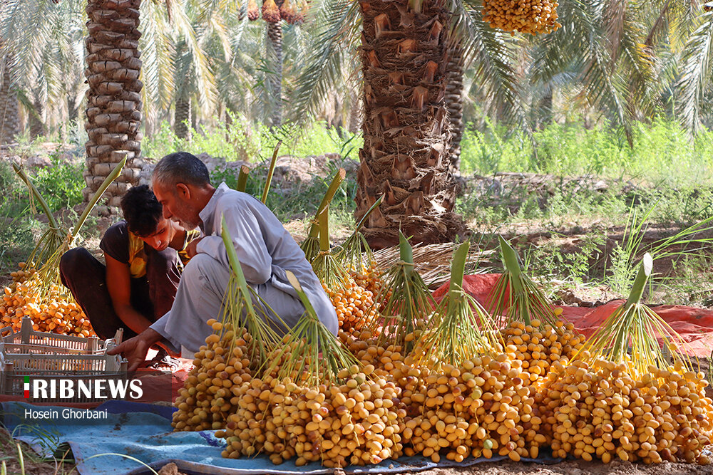 برداشت رطب از نخلستان‌های شادگان