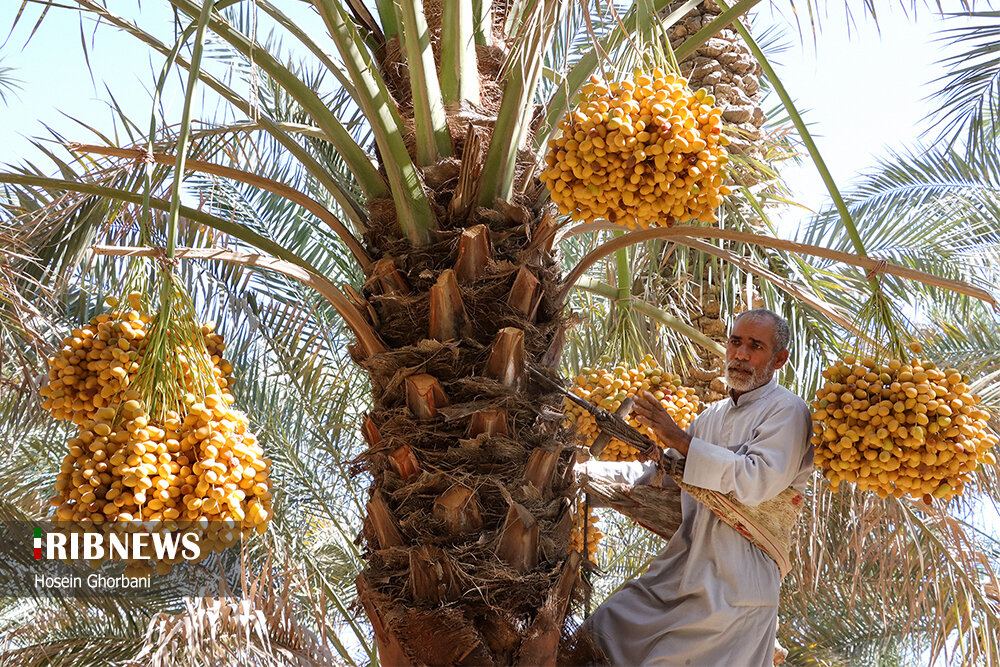 برداشت رطب از نخلستان‌های شادگان