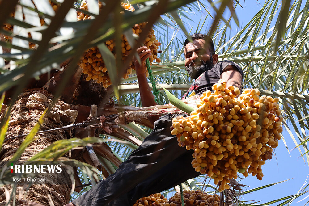 برداشت رطب از نخلستان‌های شادگان
