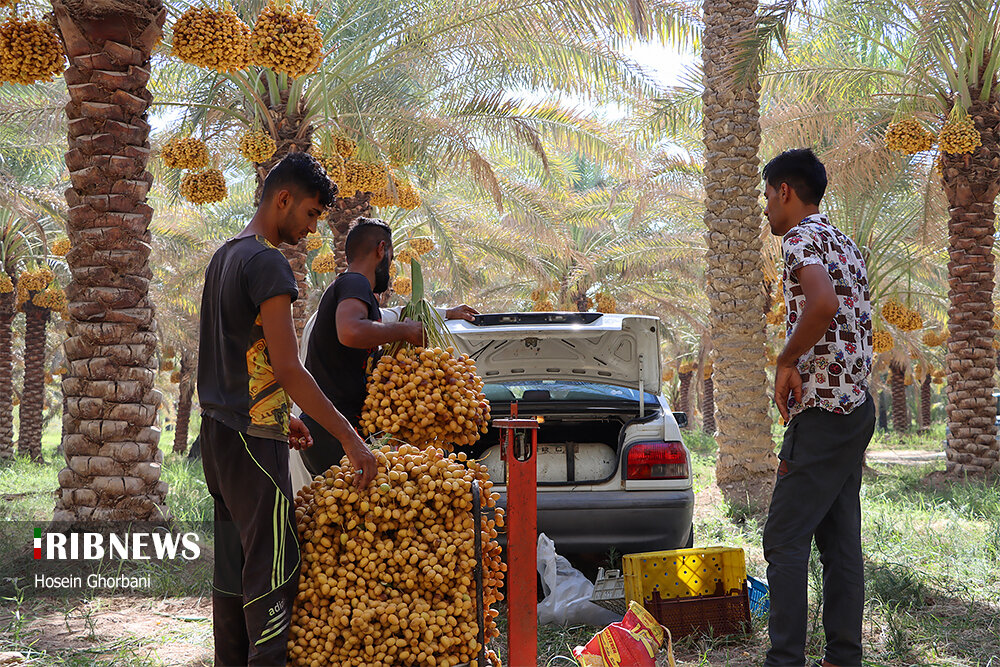 برداشت رطب از نخلستان‌های شادگان