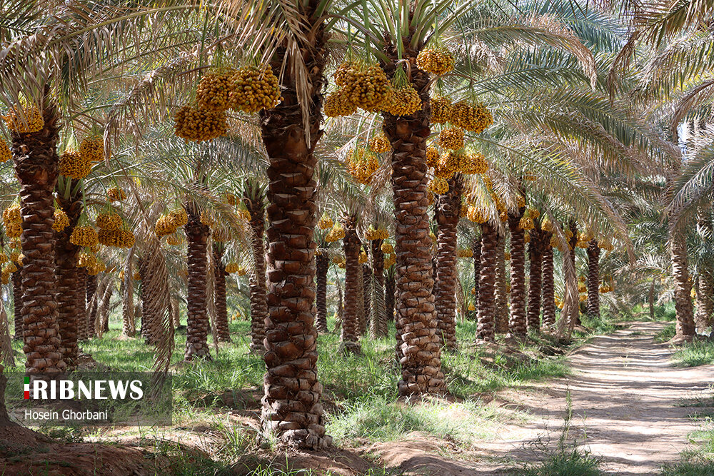 برداشت رطب از نخلستان‌های شادگان