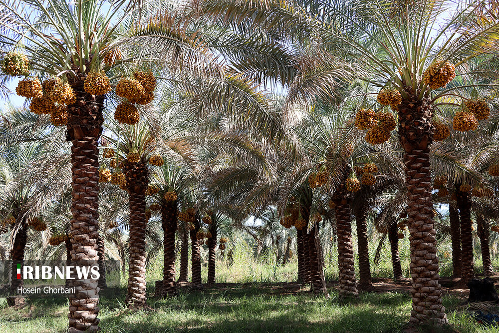 برداشت رطب از نخلستان‌های شادگان