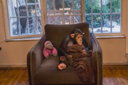 ببینید | جنجال بر سر شامپانزه معروف باغ وحش ارم