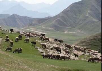 پروانه‌های چرای دام که تبدیل به طرح مرتعداری نگردند باطل می‌شوند