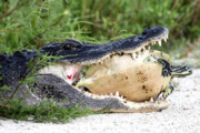 ببینید | فرار یک لاک پشت از دهن تمساح