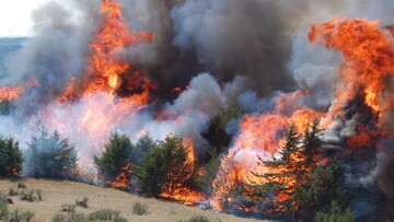 Iran - KhabarOnline – Interview on Forest Fires with Mr Peter Moore, FAO Forestry Officer 