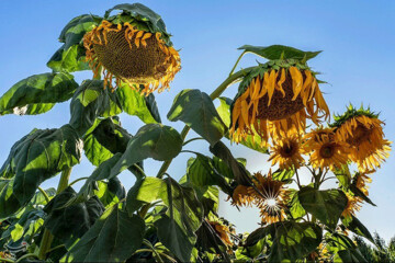 تصاویر | مزرعه آفتاب