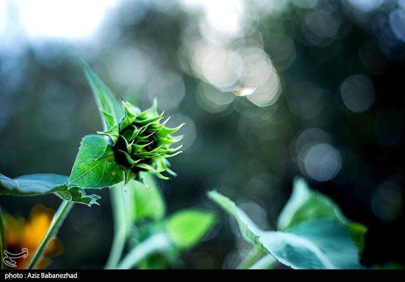 مزارع آفتابگردان در الشتر