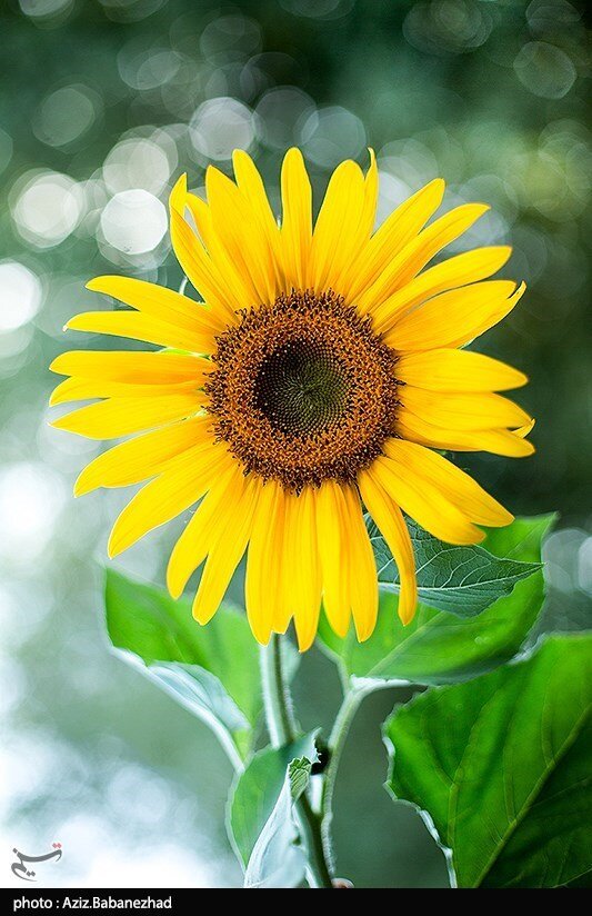 مزارع آفتابگردان در الشتر