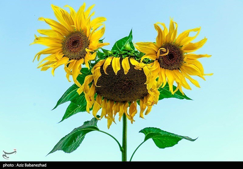 مزارع آفتابگردان در الشتر