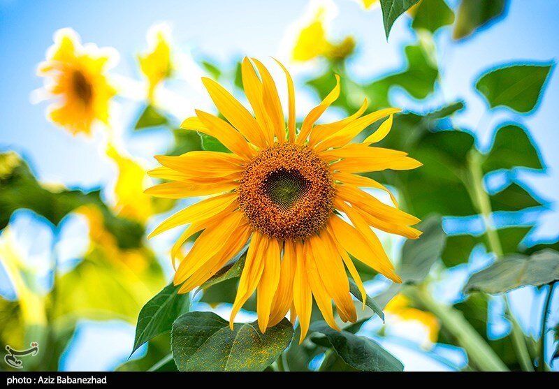 مزارع آفتابگردان در الشتر