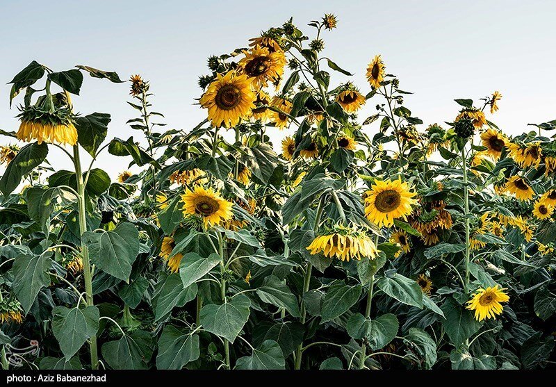 مزارع آفتابگردان در الشتر