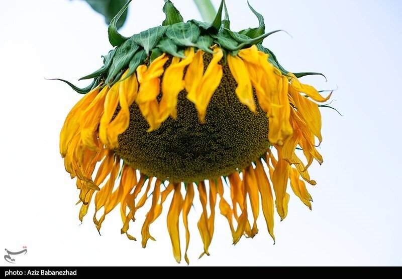 مزارع آفتابگردان در الشتر