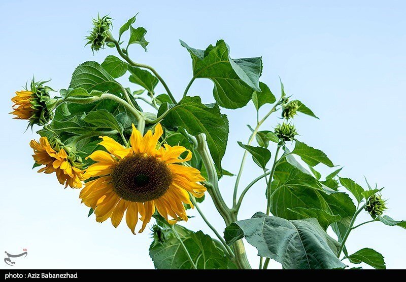 مزارع آفتابگردان در الشتر