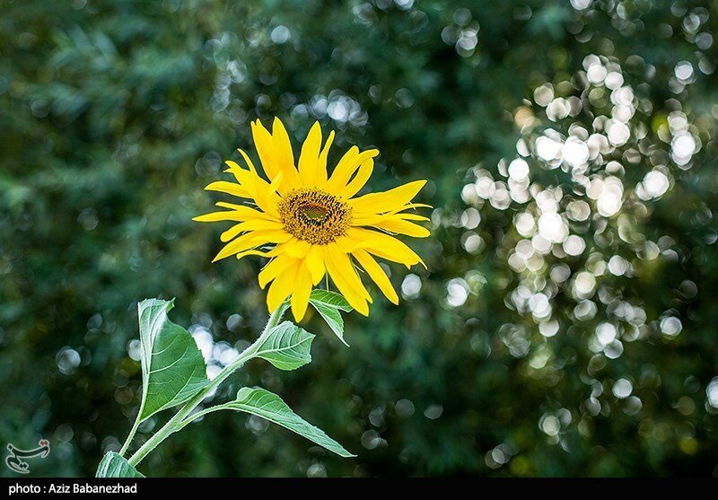 مزارع آفتابگردان در الشتر