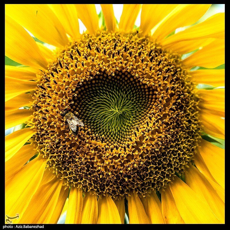 مزارع آفتابگردان در الشتر