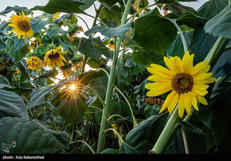 مزارع آفتابگردان در الشتر