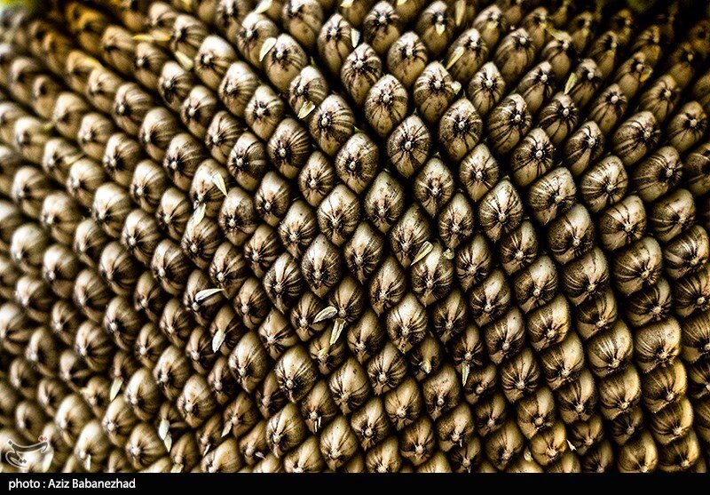 مزارع آفتابگردان در الشتر