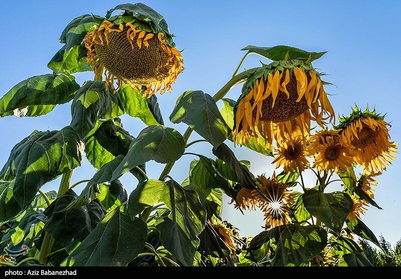 مزارع آفتابگردان در الشتر