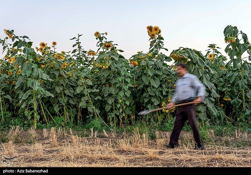 مزارع آفتابگردان در الشتر