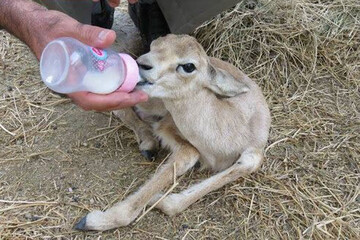 عکس | بازگرداندن یک بچه آهو به طبیعت بعد از تصادف با خودرو