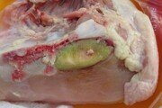 روابط عمومی دامپزشکی کهگیلویه وبویراحمد چرایی سبز شدن عضله سینه برخی از مرغ های کشتار روز را توضیح داد
