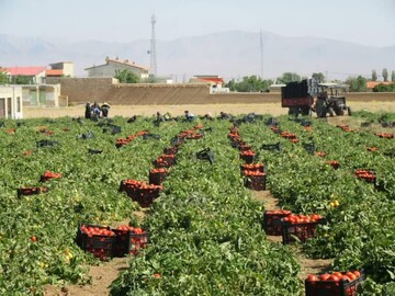 آغار برداشت گوجه فرنگی از مزارع شهرستان بن /برداشت بیش از ۱۰۰ تن گوجه از یک هکتار