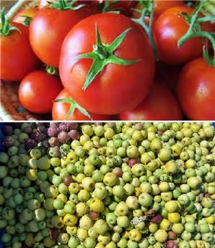 قیمت خرید حمایتی سیب صنعتی و گوجه فرنگی تعیین شد