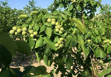 افزایش ۹۰ درصدی تولید گردو دراستان چهارمحال و بختیاری 