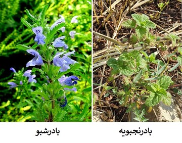 بادرشبو یا بادرنجبویه؛ گیاه دارویی آذربایجان غربی کدام است؟