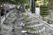 ببینید | علت قطع درختان خیابان ولیعصر تهران