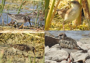 تالاب گندمان مأوای امن پرندگان ثبت مشاهده ۴ گونه پرنده جدید 