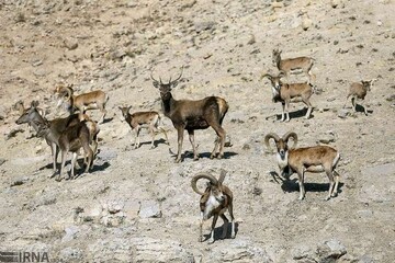 کاهش دو سوم جمعیت حیات وحش جهان