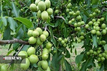 برداشت گردو در شهر جهانی گردو آغاز شد
