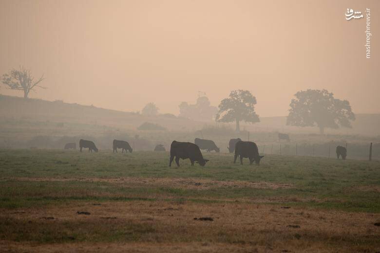 کالیفرنیا تبدیل به خاکستر شد