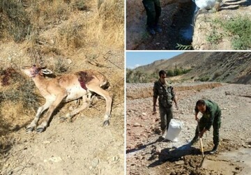 طاعون علت احتمالی تلف شدن ۲۴ رأس از حیات وحش دماوند