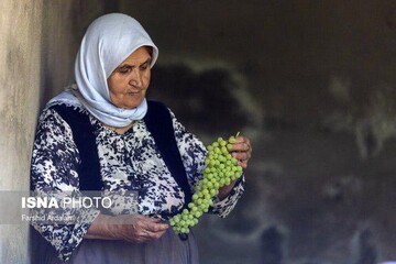 کشمش به سبک بولاو در کردستان