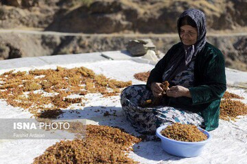 کشمش به سبک بولاو در کردستان