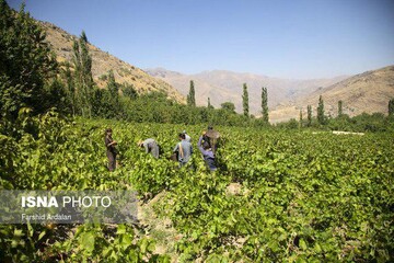 کشمش به سبک بولاو در کردستان
