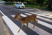 ببینید | گذر آهو از خط عابر پیاده در ژاپن
