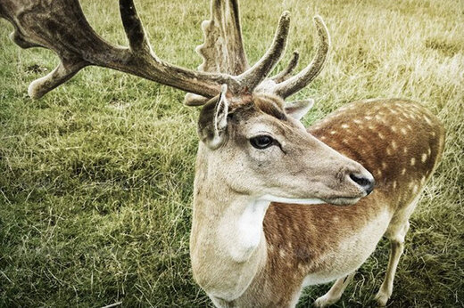ببینید | به خطر انداختن جان برای گرفتن عکس ببینید | به خطر انداختن جان برای گرفتن عکس