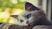 چرا نباید در خانه یا آپارتمان گربه نگهداری کرد؟