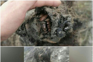 ببینید | کشف بقایای سالم یک خرس در عصر یخبندان در شمال روسیه