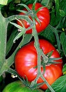 برداشت گوجه فرنگی مرغوب در اسدآباد آغاز شد