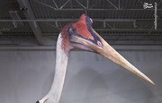 عکس/ بزرگ‌ترین پرنده تاریخ با طول ۳ متر