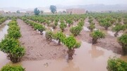 حوادث غیرمترقبه، ۸۵۰ میلیارد تومان به کشاورزی آذربایجان‌غربی خسارت زد