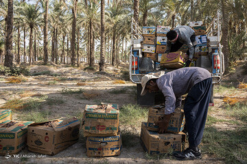 ببینید | برداشت خرما از نخلستان‌های بوشهر