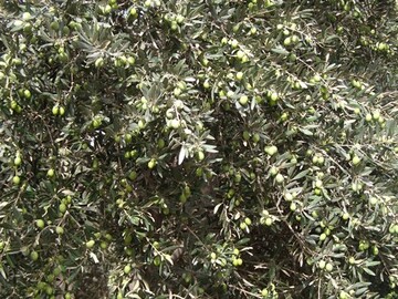 برداشت زیتون سبز در باغات قزوین آغاز شد